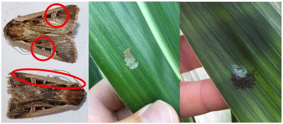 western bean cutworm